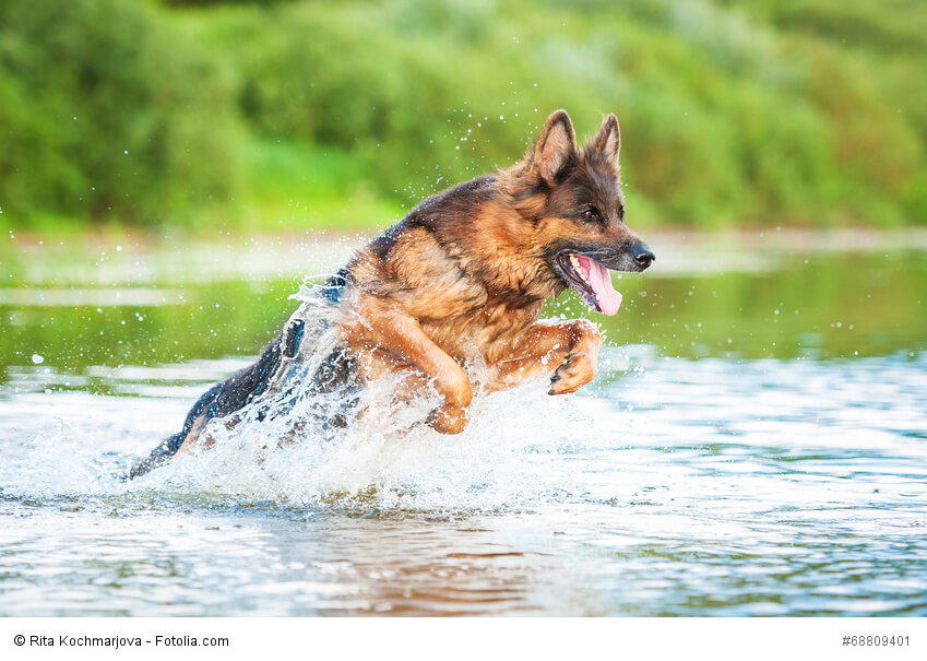 Durch seine Bewegungsfreude ist ein Deutscher Schäferhund nicht für eine Stadtwohnung geeignet.