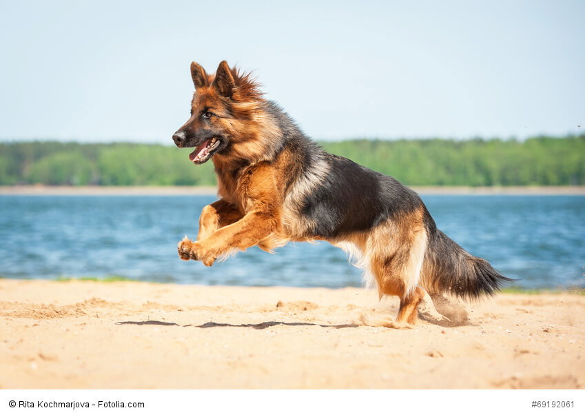 Deutsche Schäferhunde gibt es in vielen Farben.