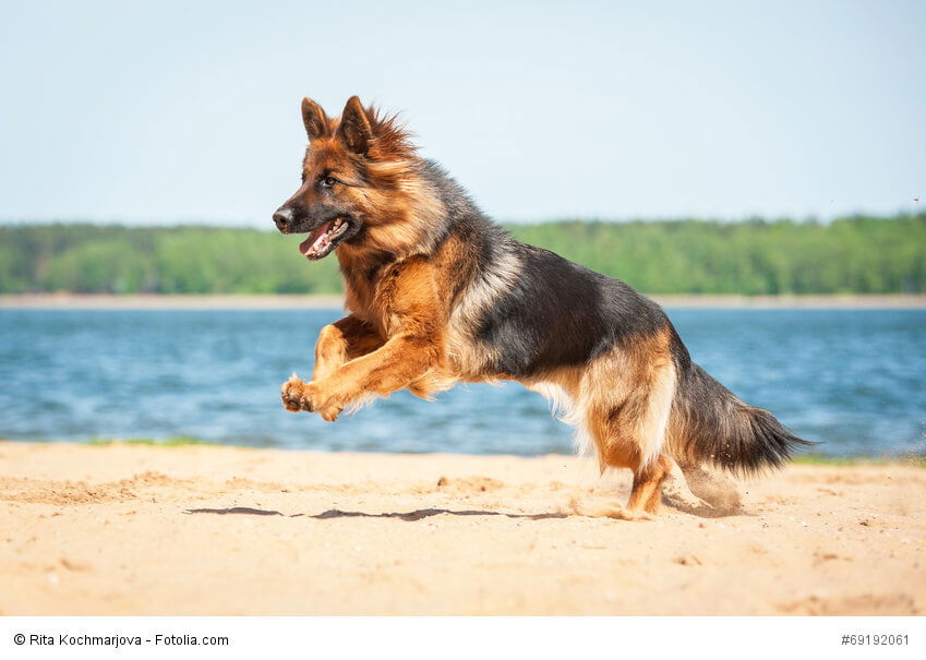 Deutscher Schäferhund