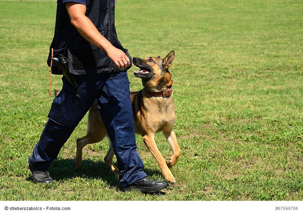 Hundetraining Horror: So erkennst du die schwarzen Schafe unter den Trainern!