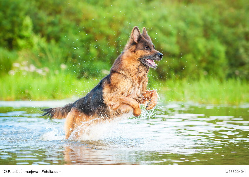 Schäferhunde brauchen ausreichend Bewegung, damit sie ausgeglichen bleiben.