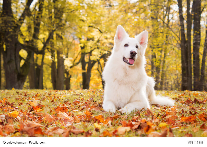 Weisser Schäferhund im goldenen Herbstwald