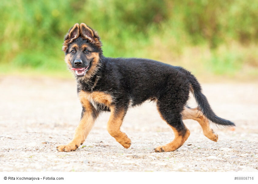 Ein junger Deutscher Schäferhund mit der charakteristischen Ohrstellung.