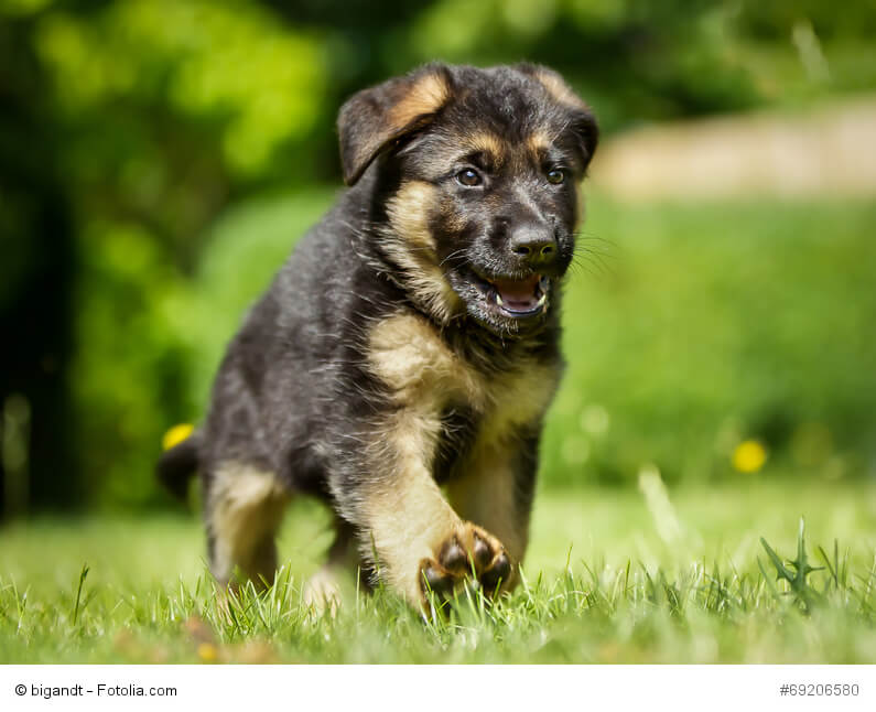 Warum Grannen für Hunde zu einer tödlichen Bedrohung werden können und was du tun kannst!
