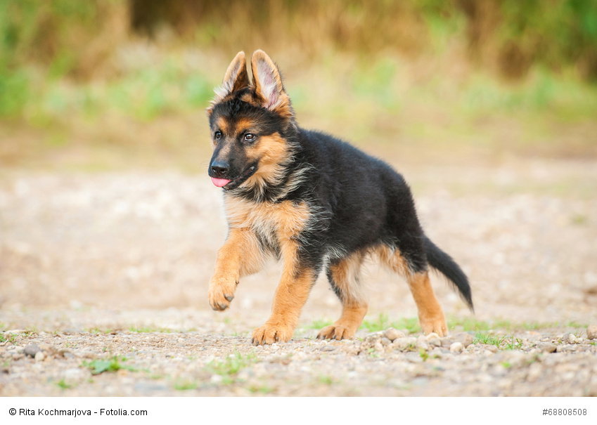 Junge Hunde brauchen viel Bewegung und noch mehr liebevolle aber konsequente Erziehung.