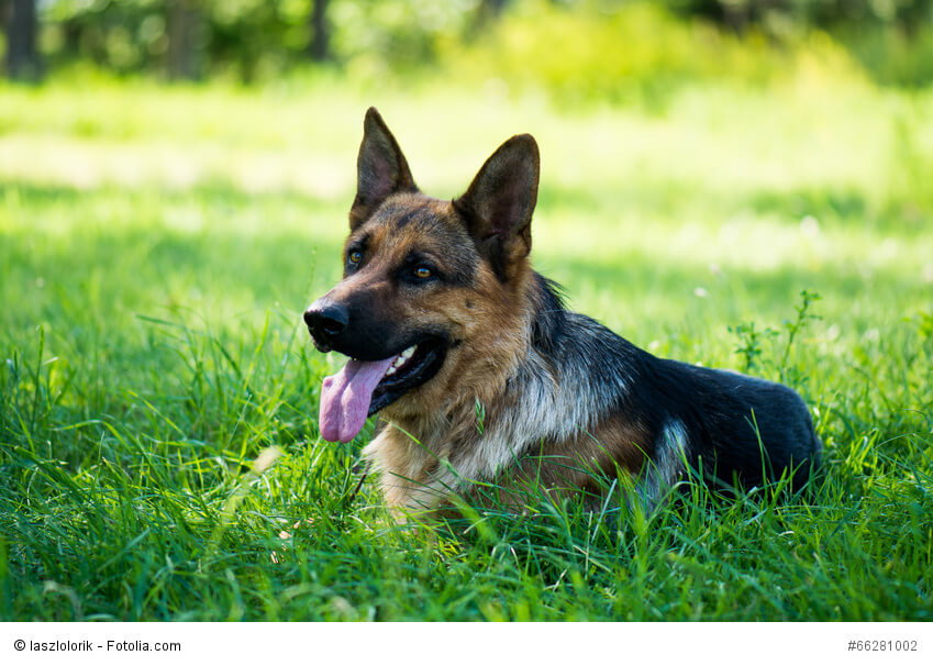 Deutsche Schäferhunde gehören zu den beliebtesten Hunderassen weltweit.