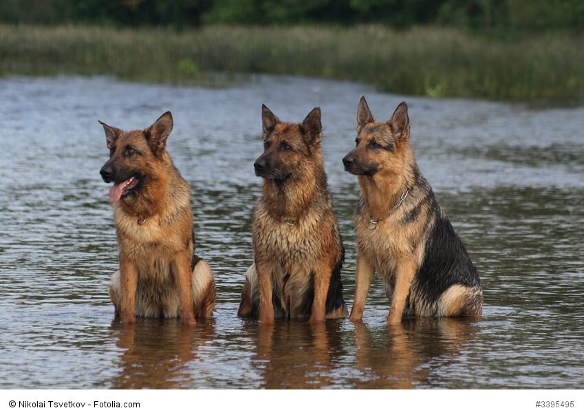 Deutsche Schäferhunde sind gesellige und verträgliche Hunde.