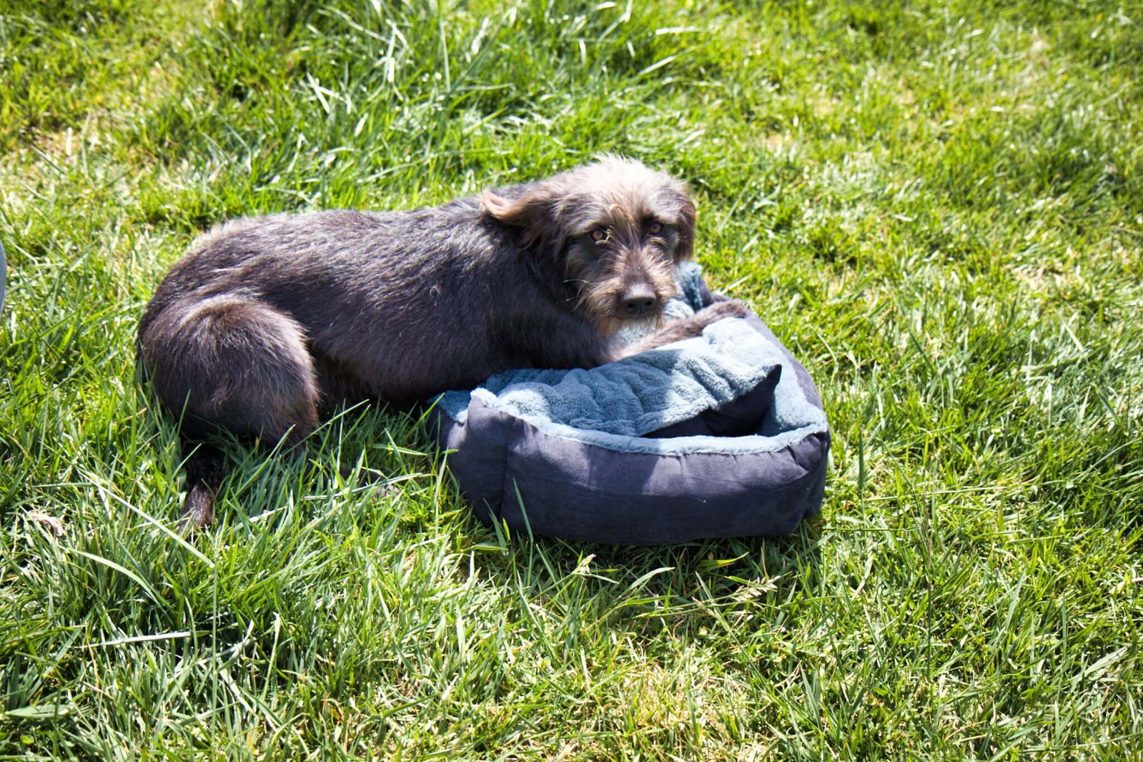 Guinness stellt fest, dass man mit 10 Monaten kein Welpe mehr ist. Kuscheln mag er mit dem Hundebettchen von dibea aber trotzdem gerne.