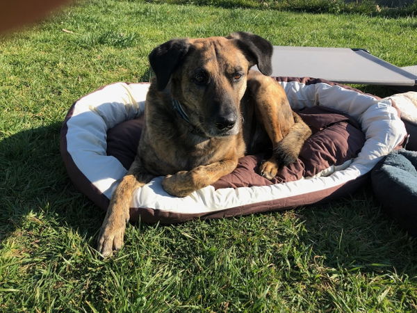 Das lionto 4-in-1 Hundebett im Test