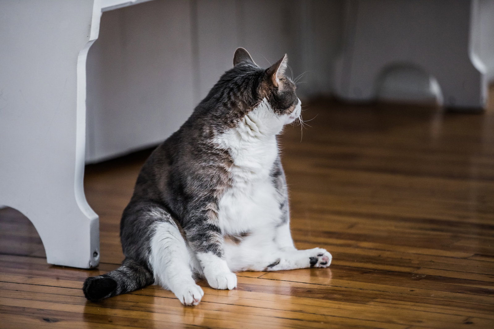 Eine dicke Hauskatze sitzt in einer Küche und zeigt ihren Bauch. Die Beschriftung lautet: Eine ausgewogene Ernährung ist wichtig für deine Katze. Im Alter musst du aufpassen, dass sie nicht zu dick werden.