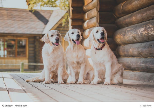 So viele Hunde leben in Deutschland