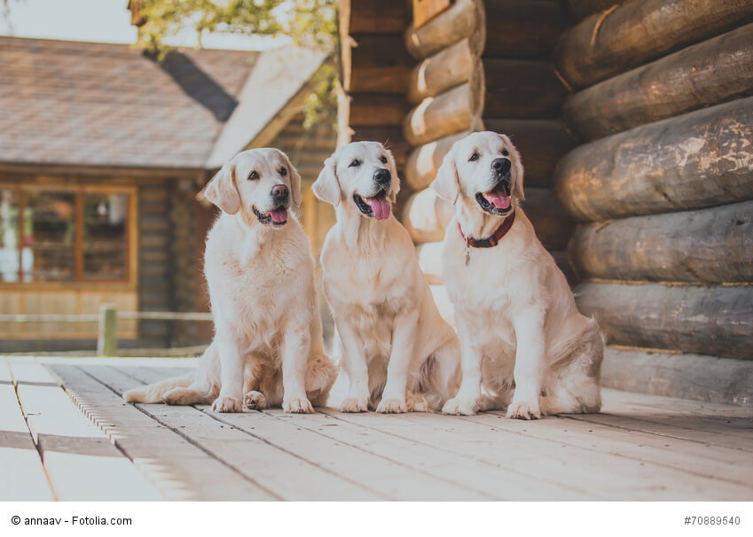 So viele Hunde leben in Deutschland