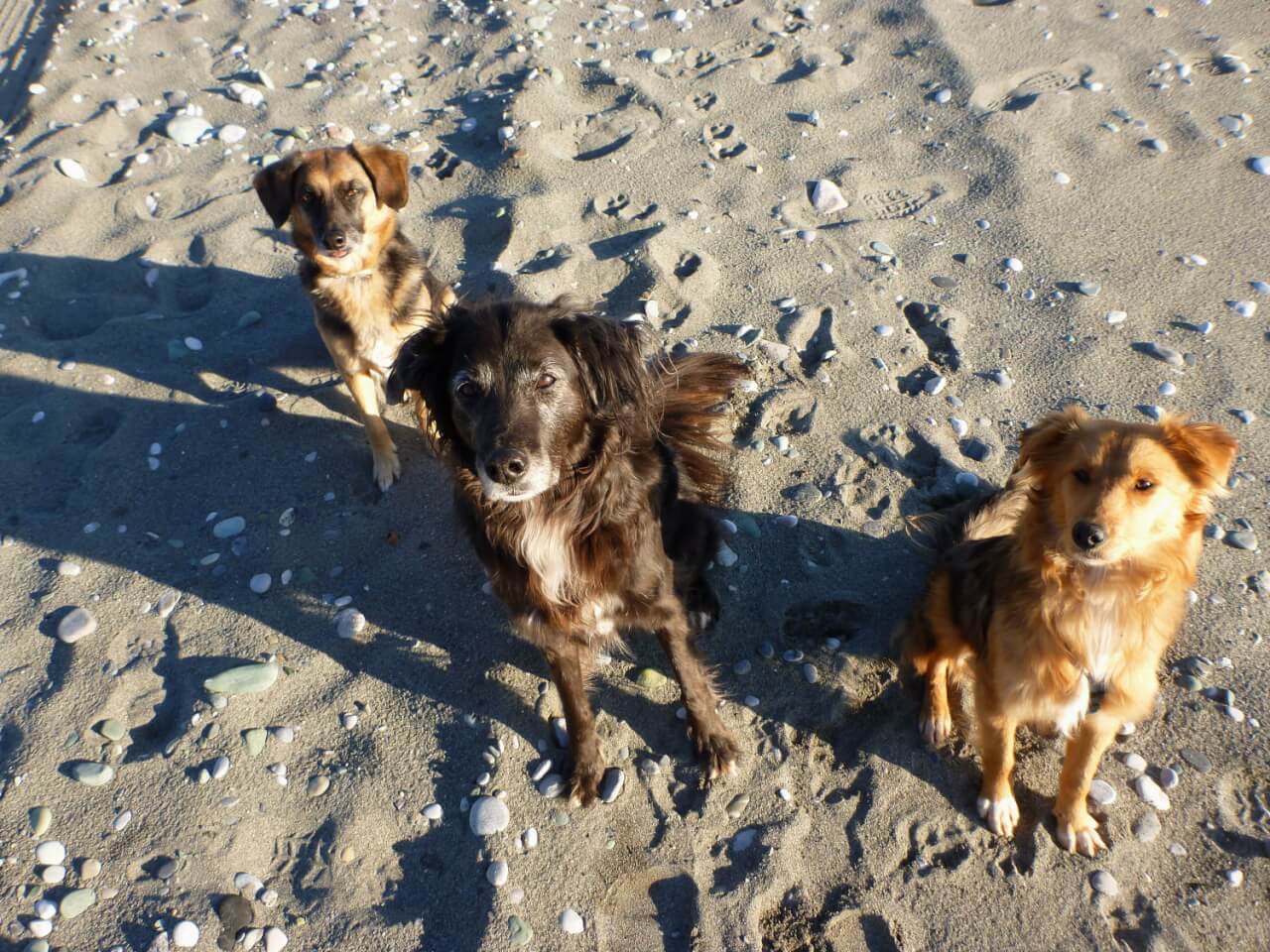 drei Mischlingshunde sitzen am Strand