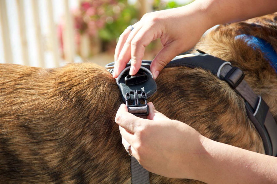 So lernt dein Hund, ohne Probleme ein Geschirr anzuziehen