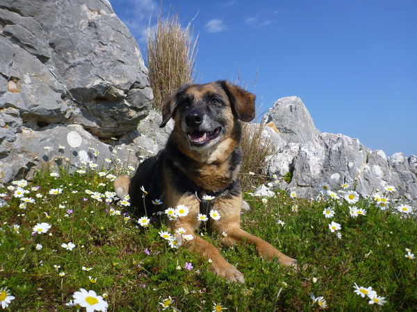 Erste Hilfe bei Insektenstichen - das hilft Deinem Hund!