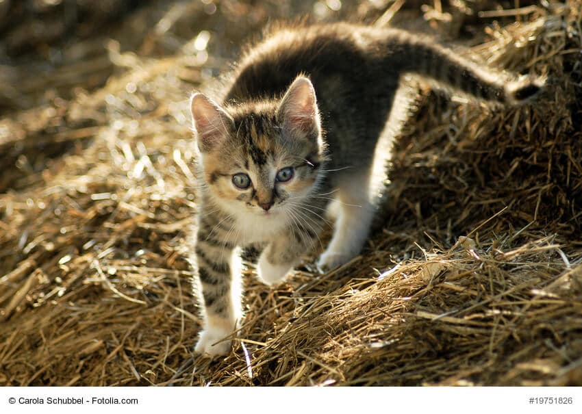 Europäisch Kurzhaar Kitten