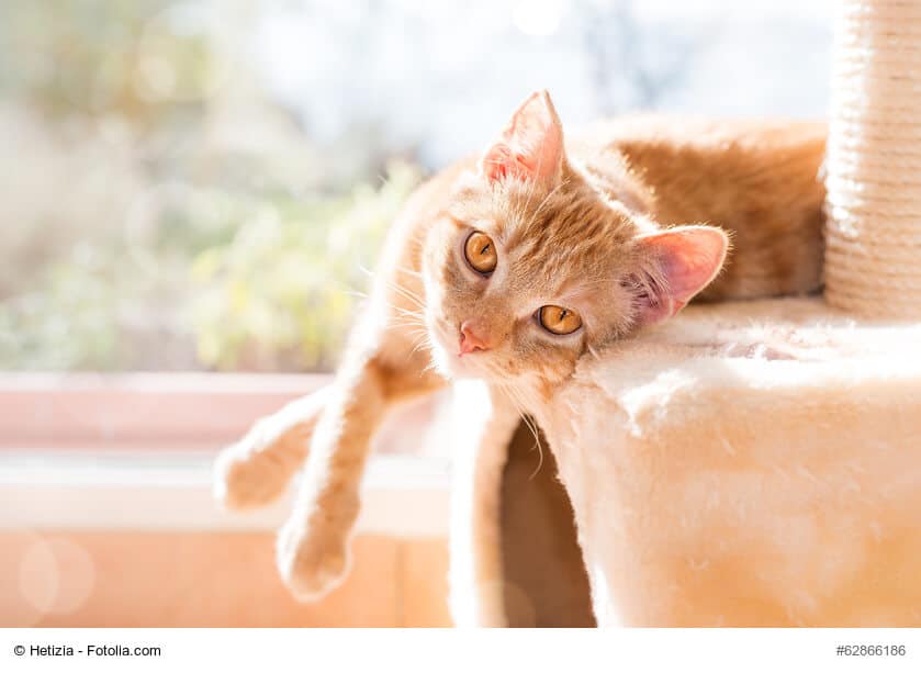 Rotgetigerte Europäisch Kurzhaar liegt auf einem Katzenmöbel und lässt die Beine baumeln.