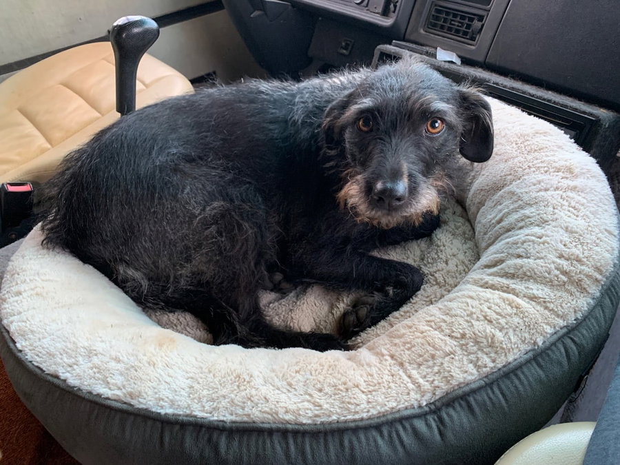 Das FEANDREA Hundebett in Donut-Form im Test