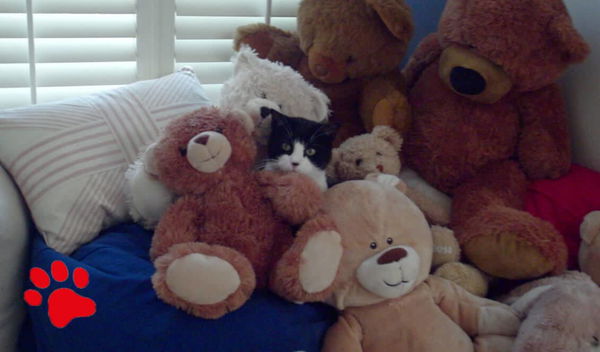 Verstecken spielen mit Katzen