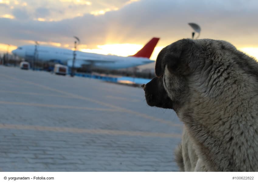Mit dem Hund in den Urlaub fliegen: Aber bitte nur im Handgepäck