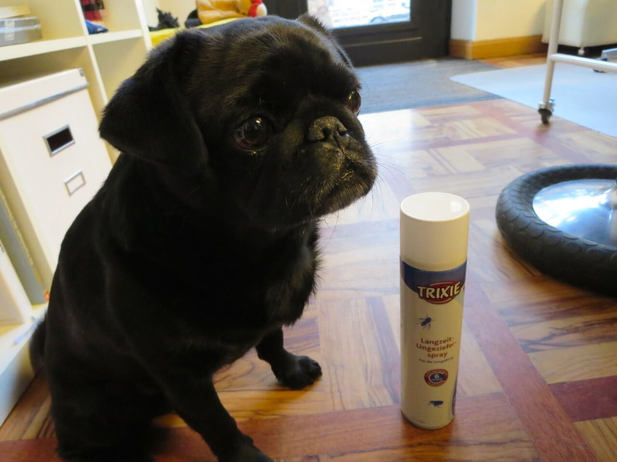 Schwarzer Mops mit Ungeziefer-Spray