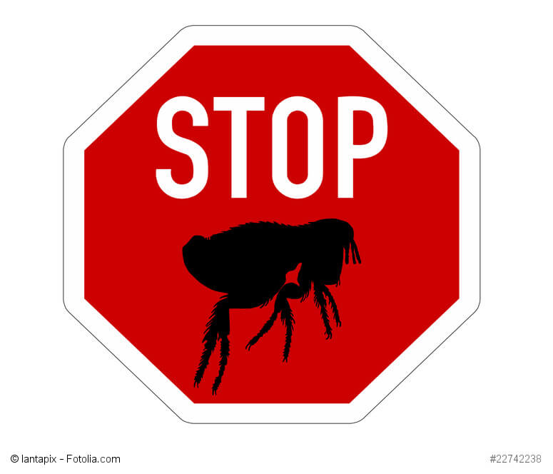 Stopschild für Flöhe