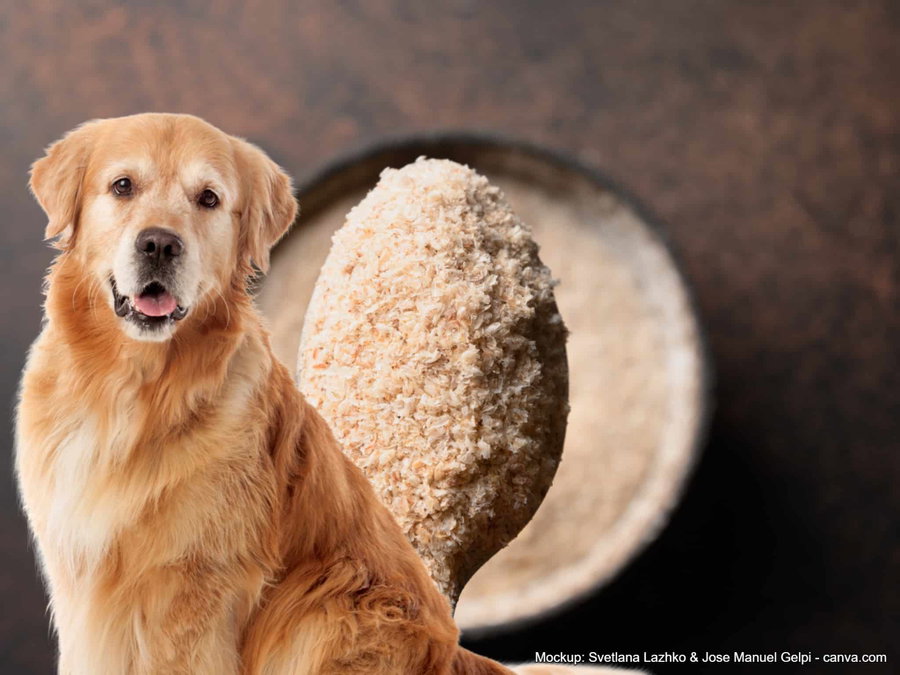 Flohsamenschalen für den Hund: Ein natürliches Mittel oder nur ein teurer Trend?