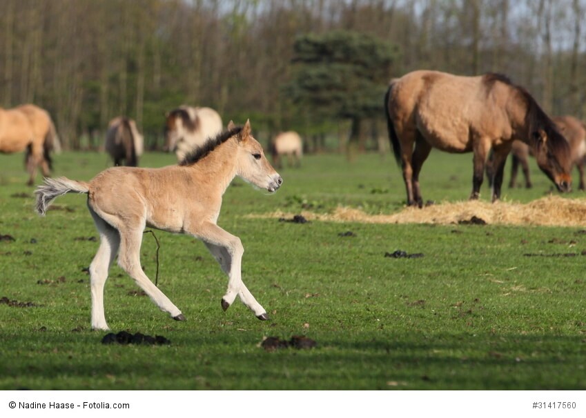 Dülmener Fohlen galoppiert auf einer Wiese im Hintergrund eine Herde
