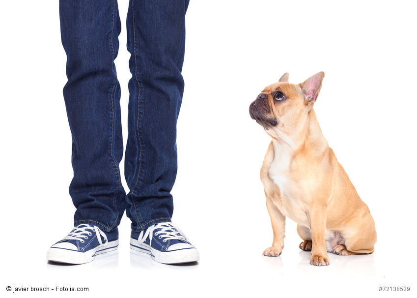 Französische Bulldoggen sind sehr anhängliche Hunde.
