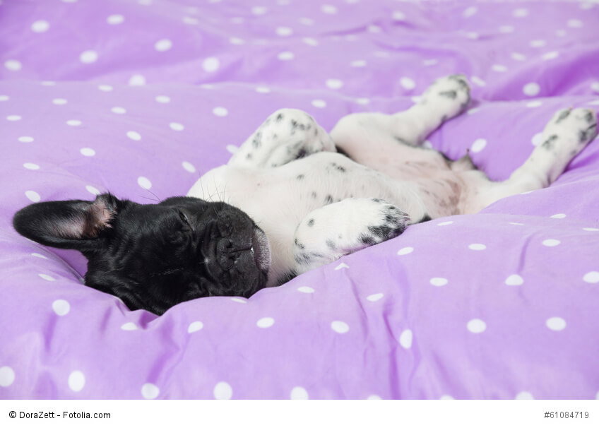 Frenchys brauchen engen Familienanschluss und schlafen gerne auch mit im Bett.