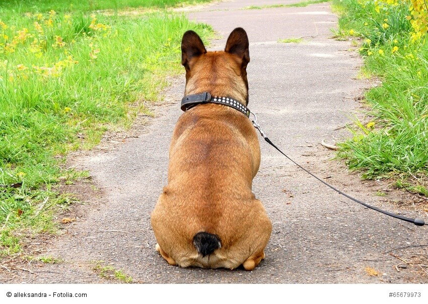 Französische Bulldoggen brauchen viel Aufmerksamkeit sonst werden sie schnell eingeschnappt.