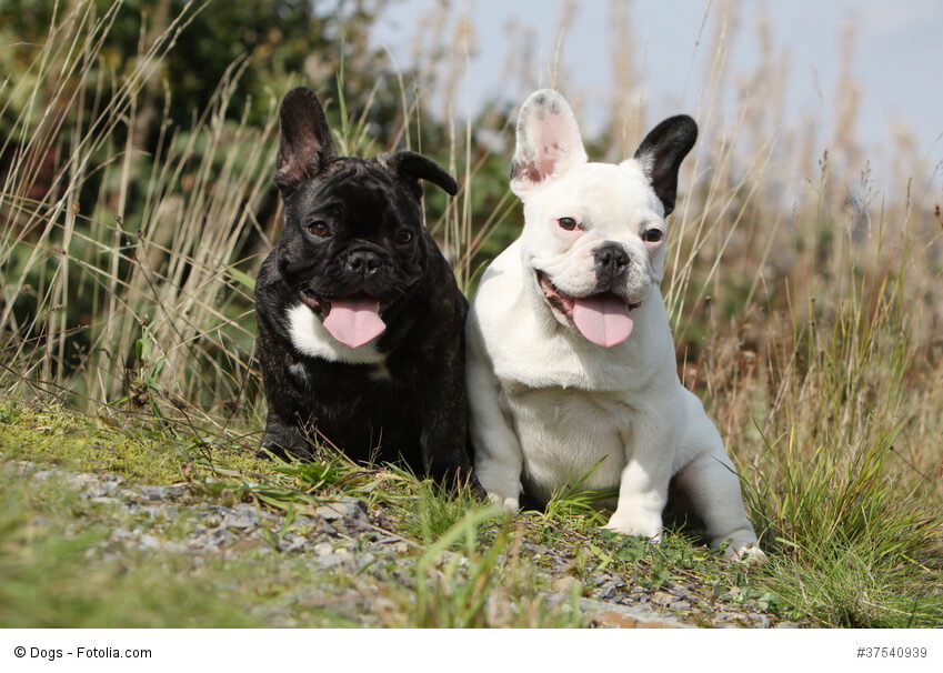 Französische Bulldoggen gibt es in verschiedenen Farben und Musterungen.