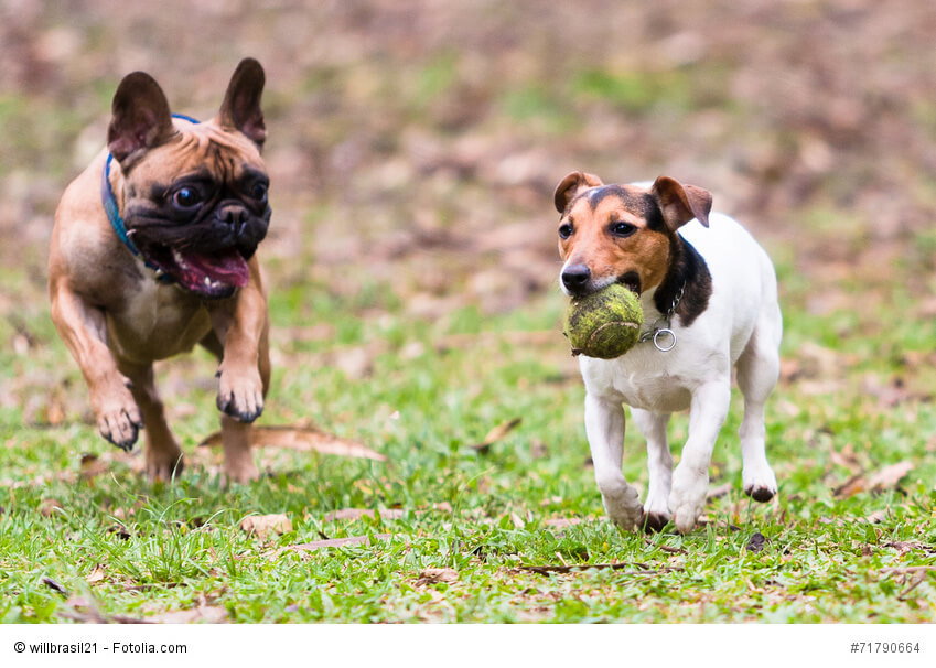 Französische Bulldoge und Jack Russel Terrier spielen mit einem Ball.