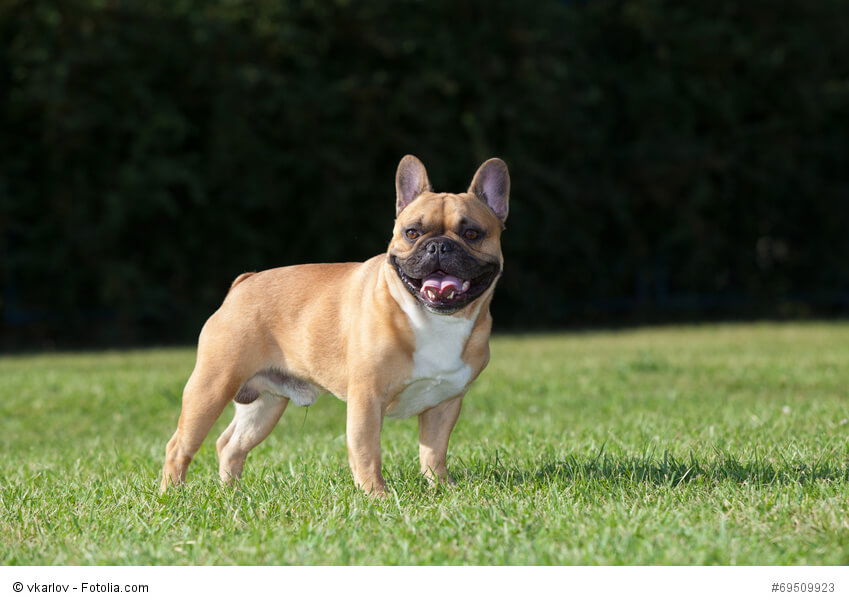 Französische Bulldogge