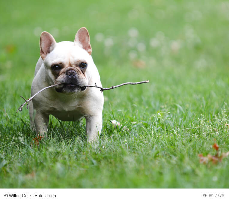 Französische Bulldoggen gelten als die Clowns unter den Hunden.