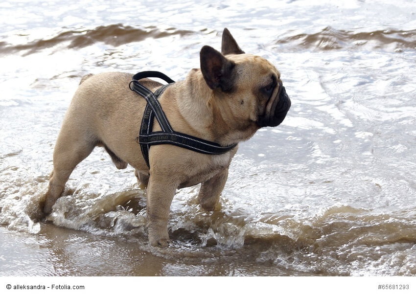 Frenchys genießen Spaziergänge am Strand.