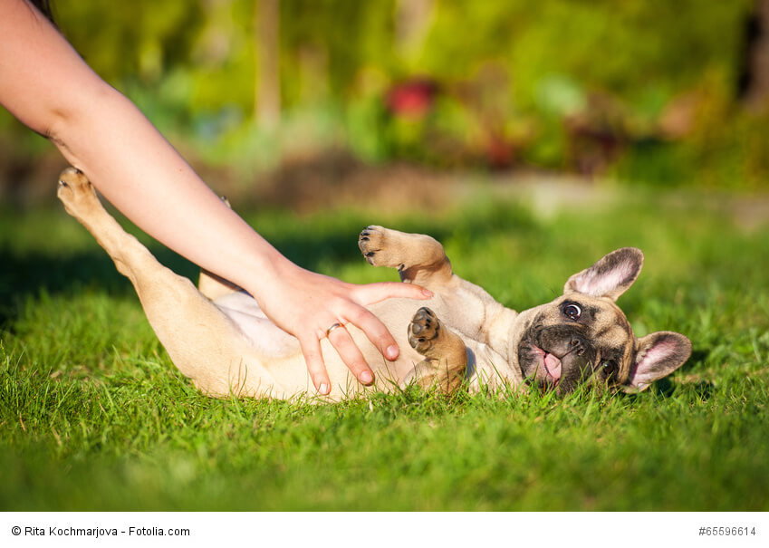 Wie alle jungen Hunde mögen auch Französische Bulldoggen für ihr Leben gerne kuscheln und spielen.