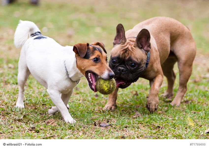 Die Frenchys können auch gut mit anderen Hunden vergesellschaftet werden.