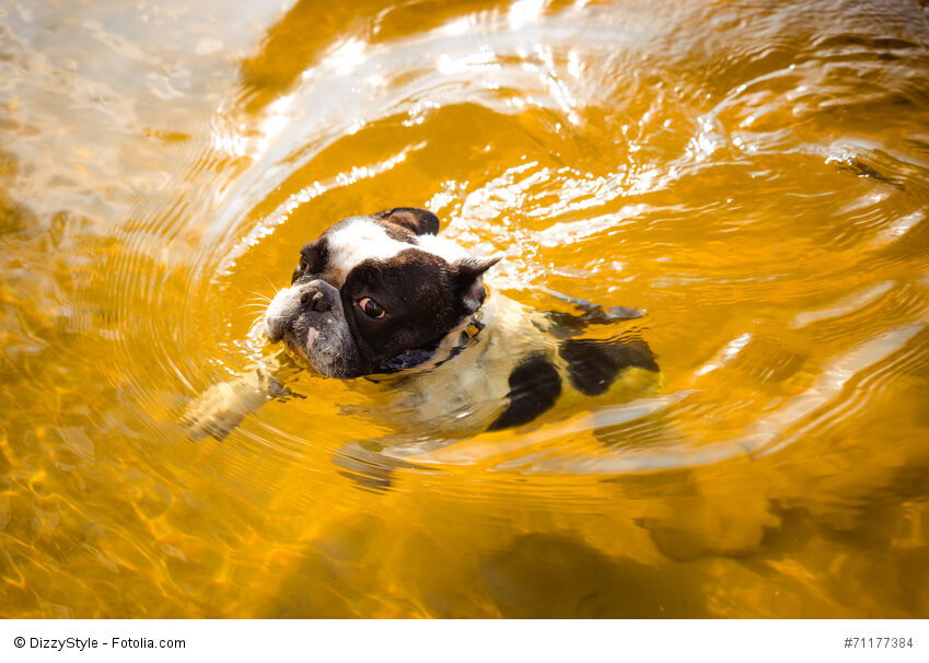 Französische Bulldoggen sind nicht wasserscheu. Sie frieren hinterher durch ihr kurzes Fell nur leicht.