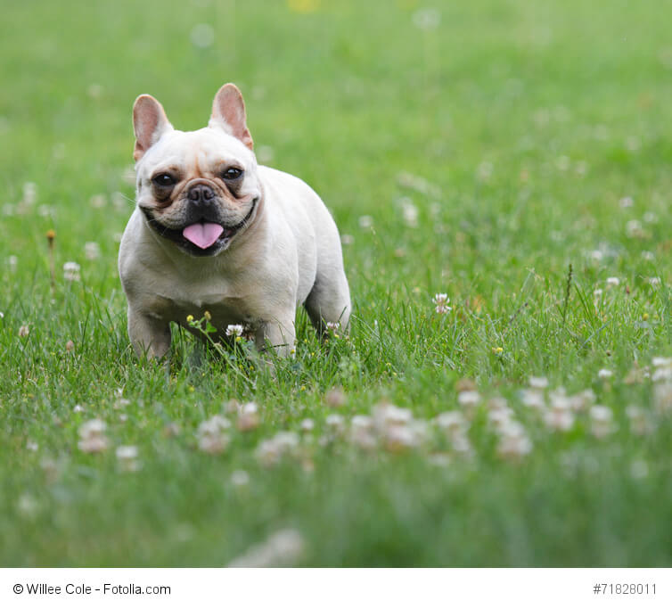 Französische Bulldoggen sind sehr kranke Hunde.