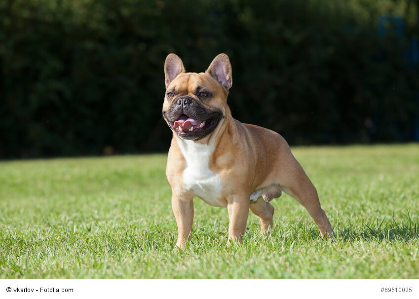 Die charakteristischen Ohren der Französische Bulldogge sind von Natur aus so und müssen nicht kupiert werden.