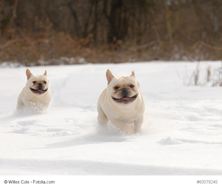 Französische Bulldoggen spielen auch gerne im Schnee. Dann musst du aber darauf achten, dass sie in Bewegung bleiben.