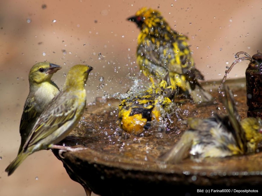 Kaufratgeber: Das beste Vogelbad für Garten und Voliere