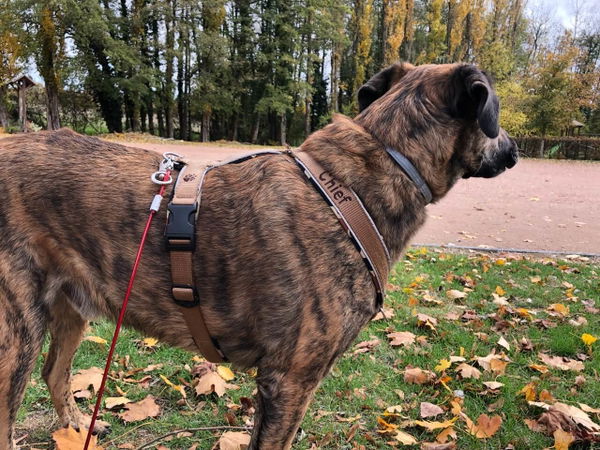 Individuell angefertigtes Tourengeschirr von „mein Halsband“ im Test