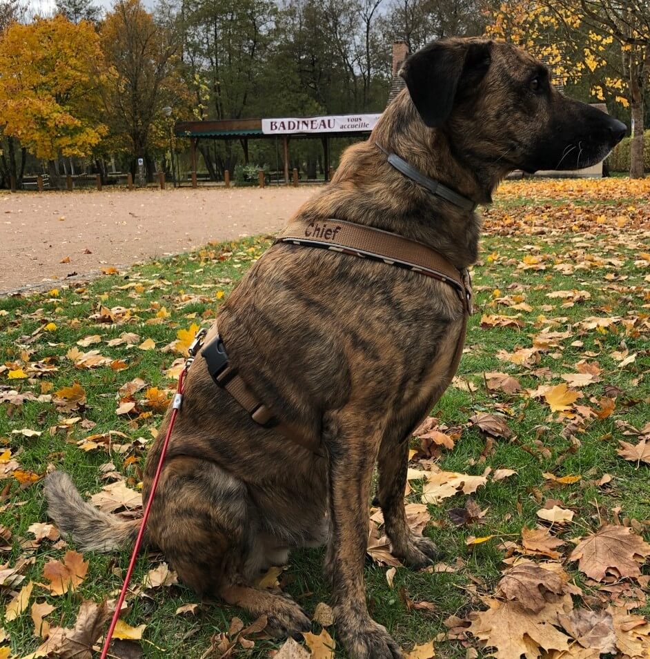 Hund mit braunem Brustgeschirr.