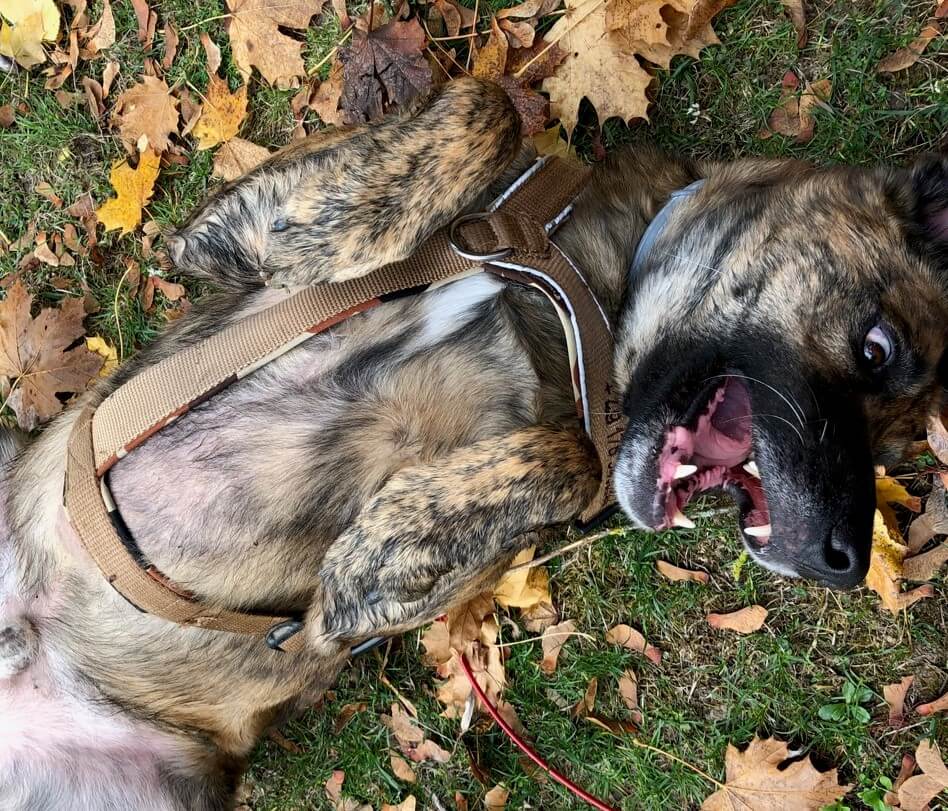 Hund mit Geschirr wälzt sich.