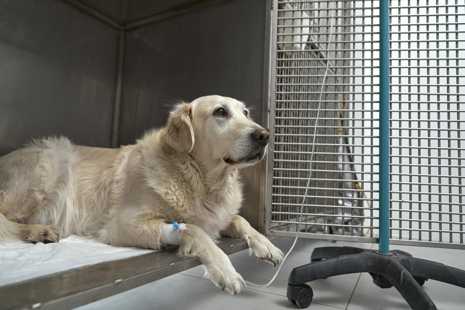 Ein Golden Retriever liegt in einer Tierklinik in einem offenen Käfig am Tropf. Beschriftung lautet: Bei sehr hohem Fieber ist eine Behandlung beim Tierarzt unerlässlich.