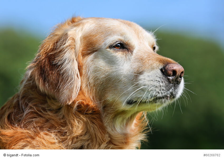 Portrait eines alternden Golden Retriever