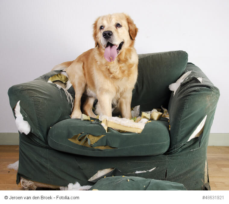 Goldies demolieren Möbel nur, wenn du sie zu lange allein lässt und ihnen langweilig ist