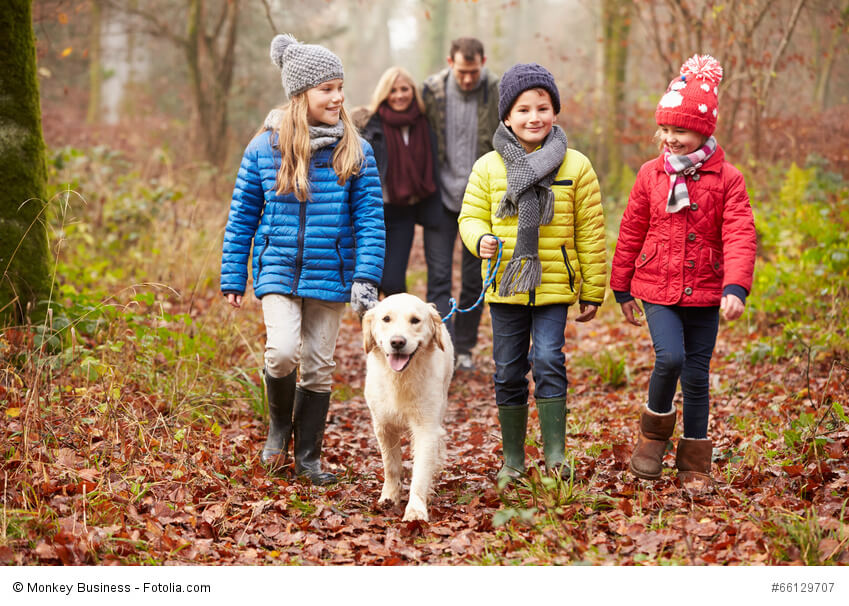 Du musst dir keine Gedanken machen, wenn deine Kinder mit deinem Golden Retriever spazieren gehen.